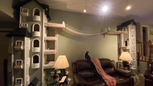 Un arbre à chat qui atteint le plafond pour avoir un animal épanoui