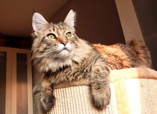 Dénicher l'arbre à chat XXL parfait pour votre Maine Coon