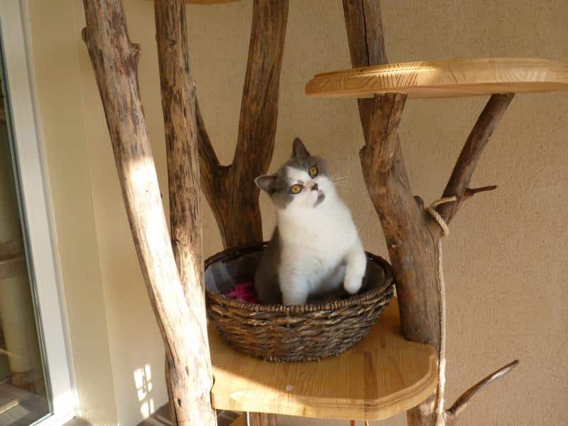 arbre à chat d’extérieur – Arbre à chat