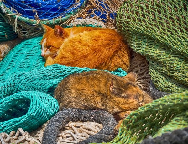 travailler avec les chats