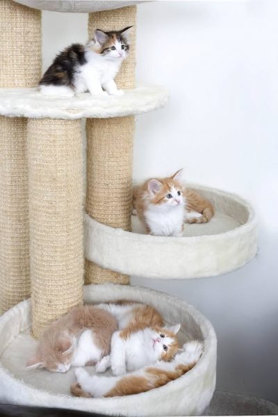 Choisir l’arbre à chat idéal pour un chaton