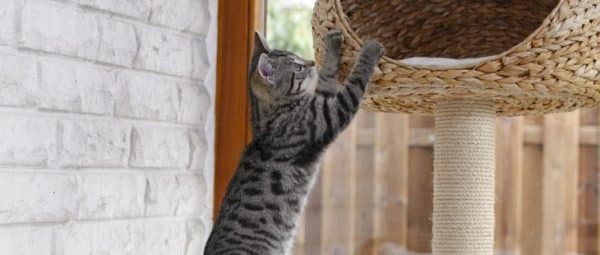 Quel style d'arbre à chat choisir ?