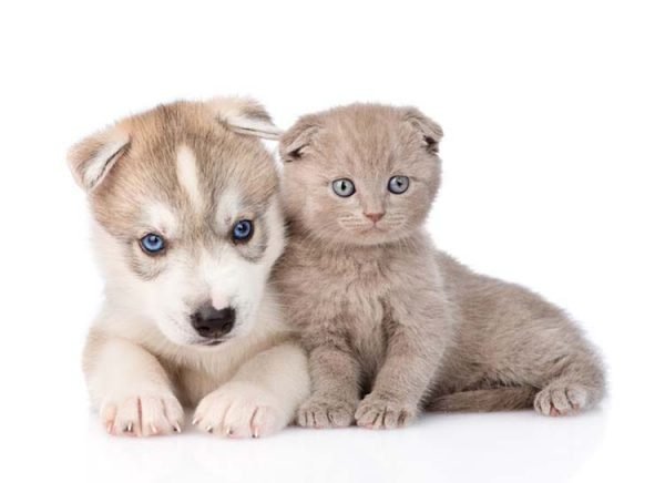 Chiot et chat