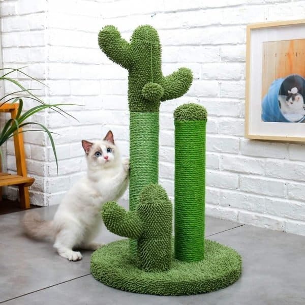 Arbre à chat cactus