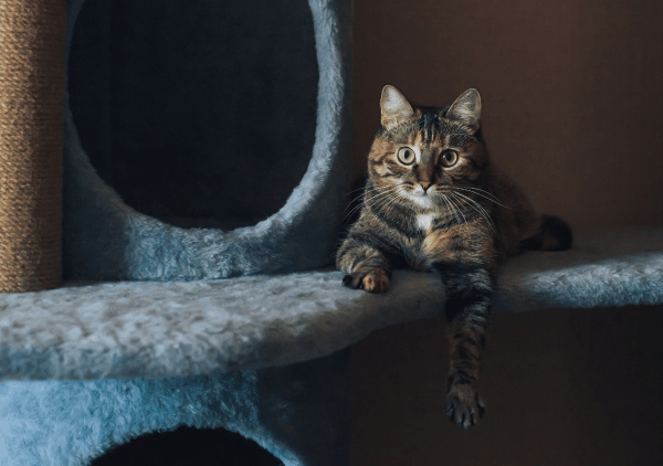 choisir caméra pour chat