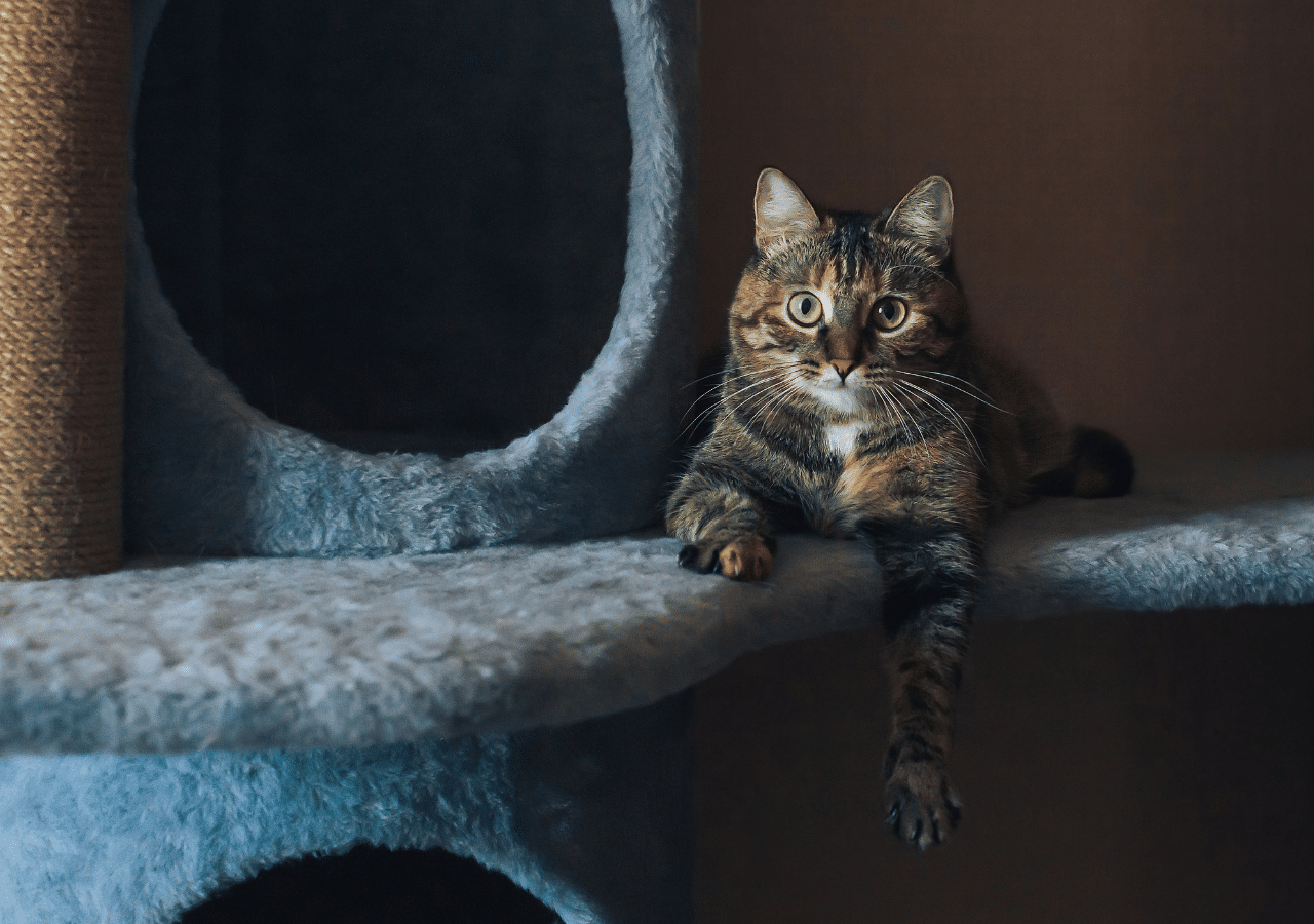 Caméra pour chat : le guide complet d’achat