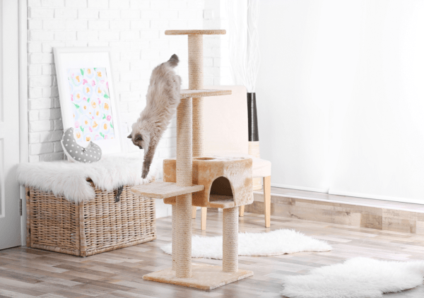 meilleure caméra pour chat