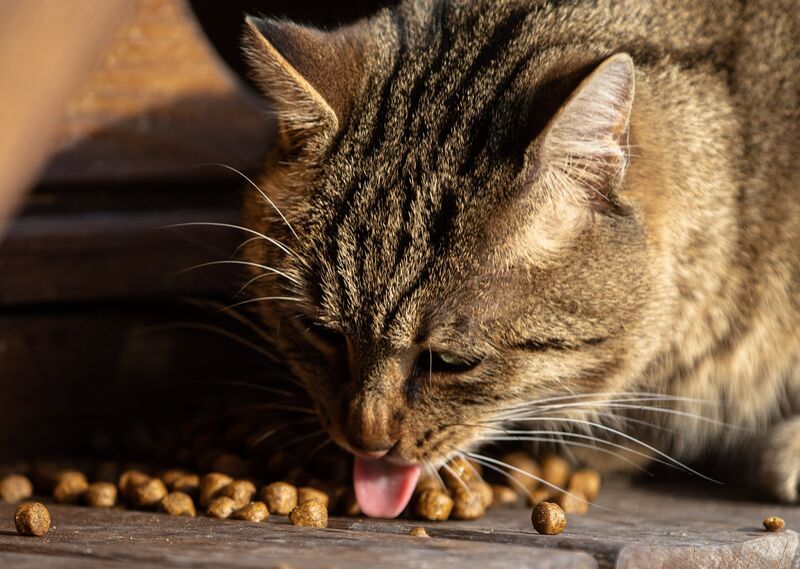 croquettes-pour-chat