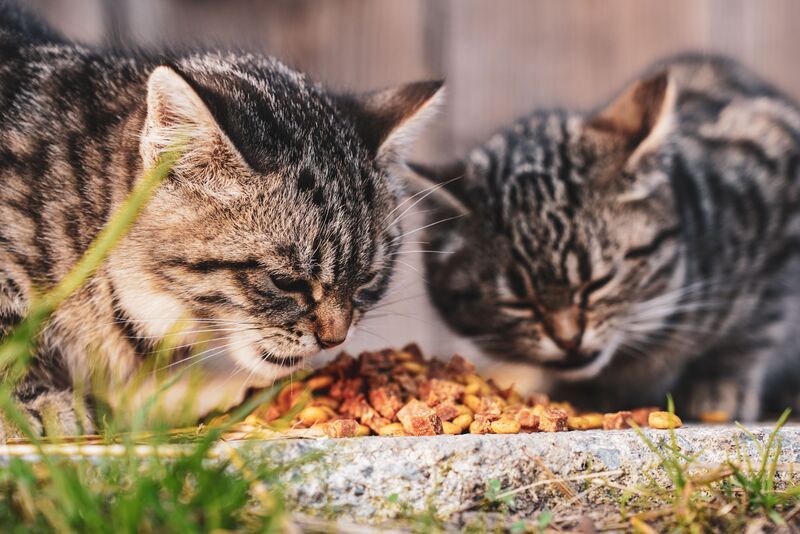 des-chats-et-des-croquettes