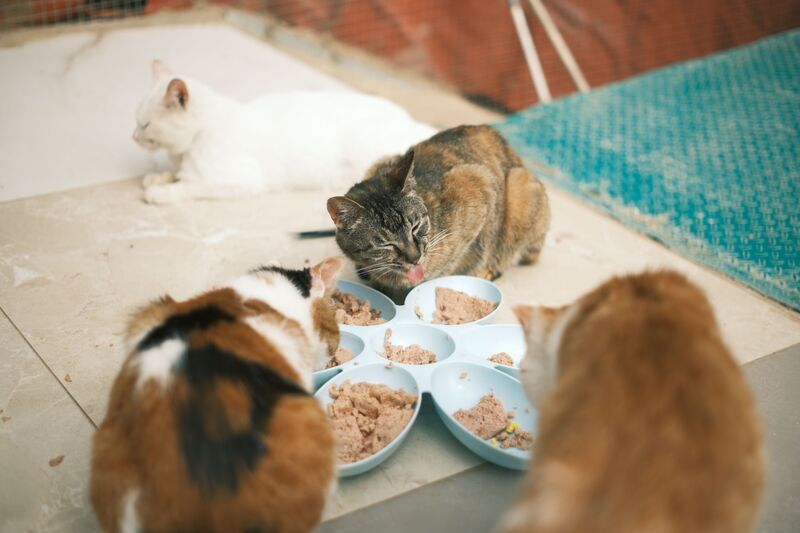 des chats qui mangent